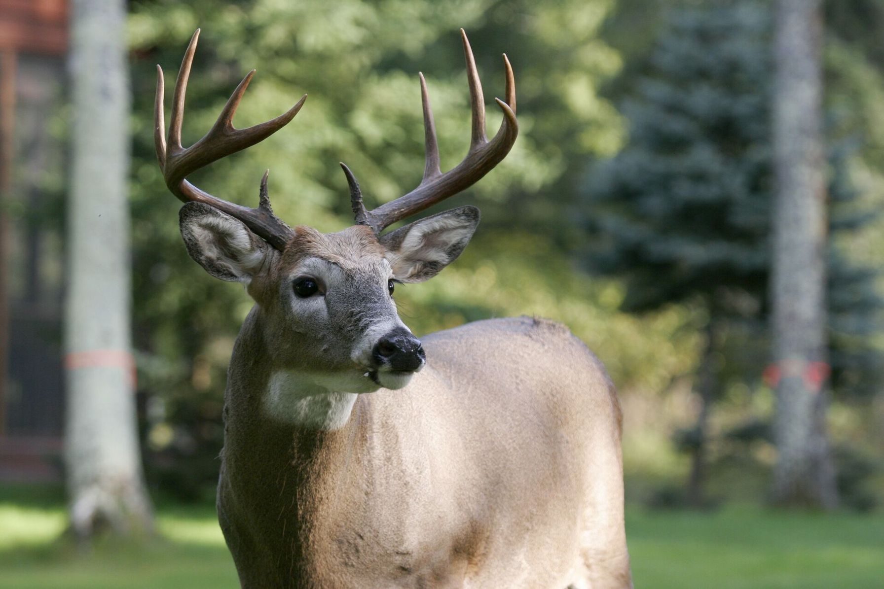 A whitetail buck near the woods, deer hunting in Louisiana concept.