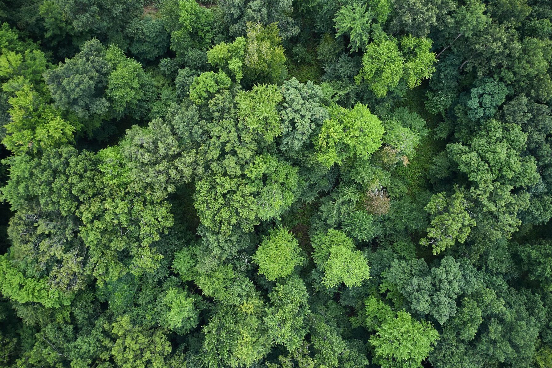 An overhead view of thick trees, find hunting land concept.