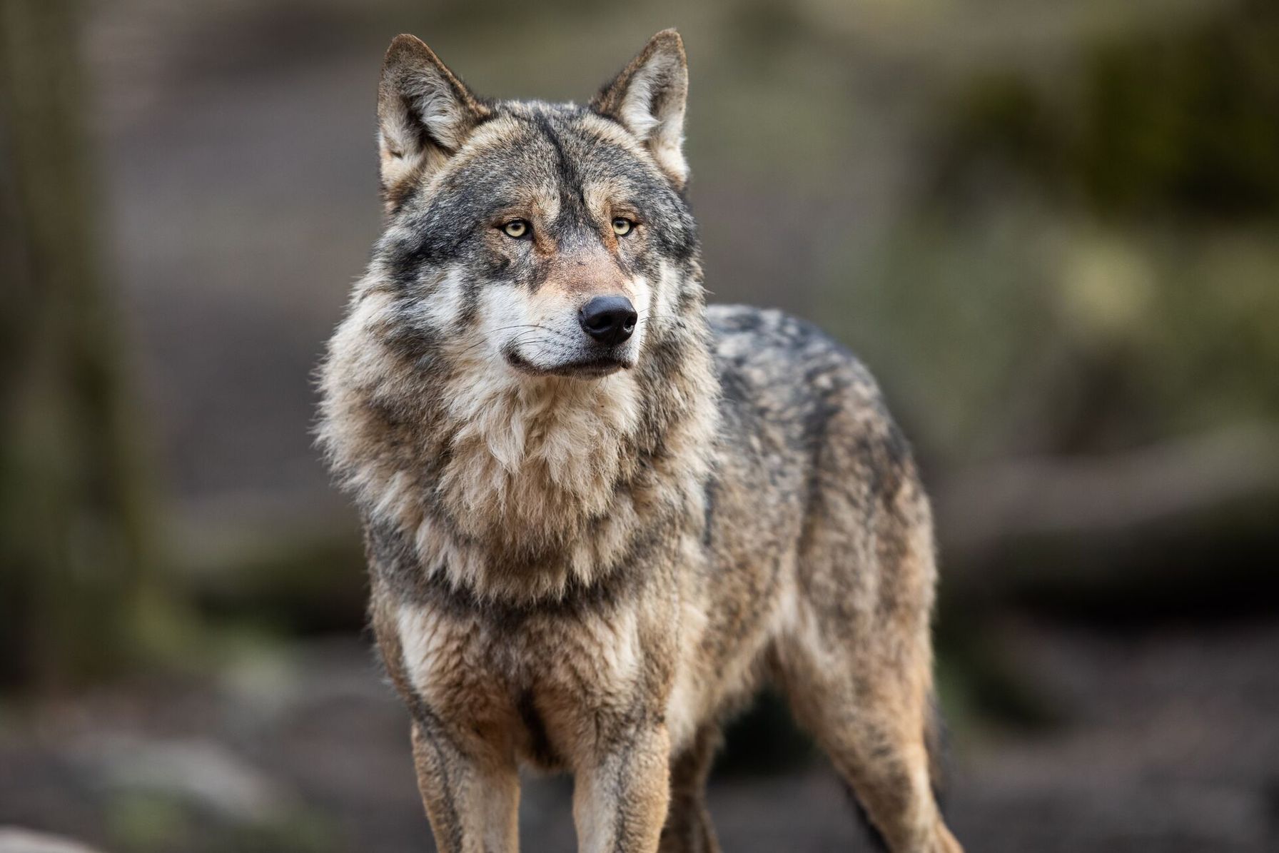 A wolf looks on with a blurred background, difference between coyote and wolf concept.