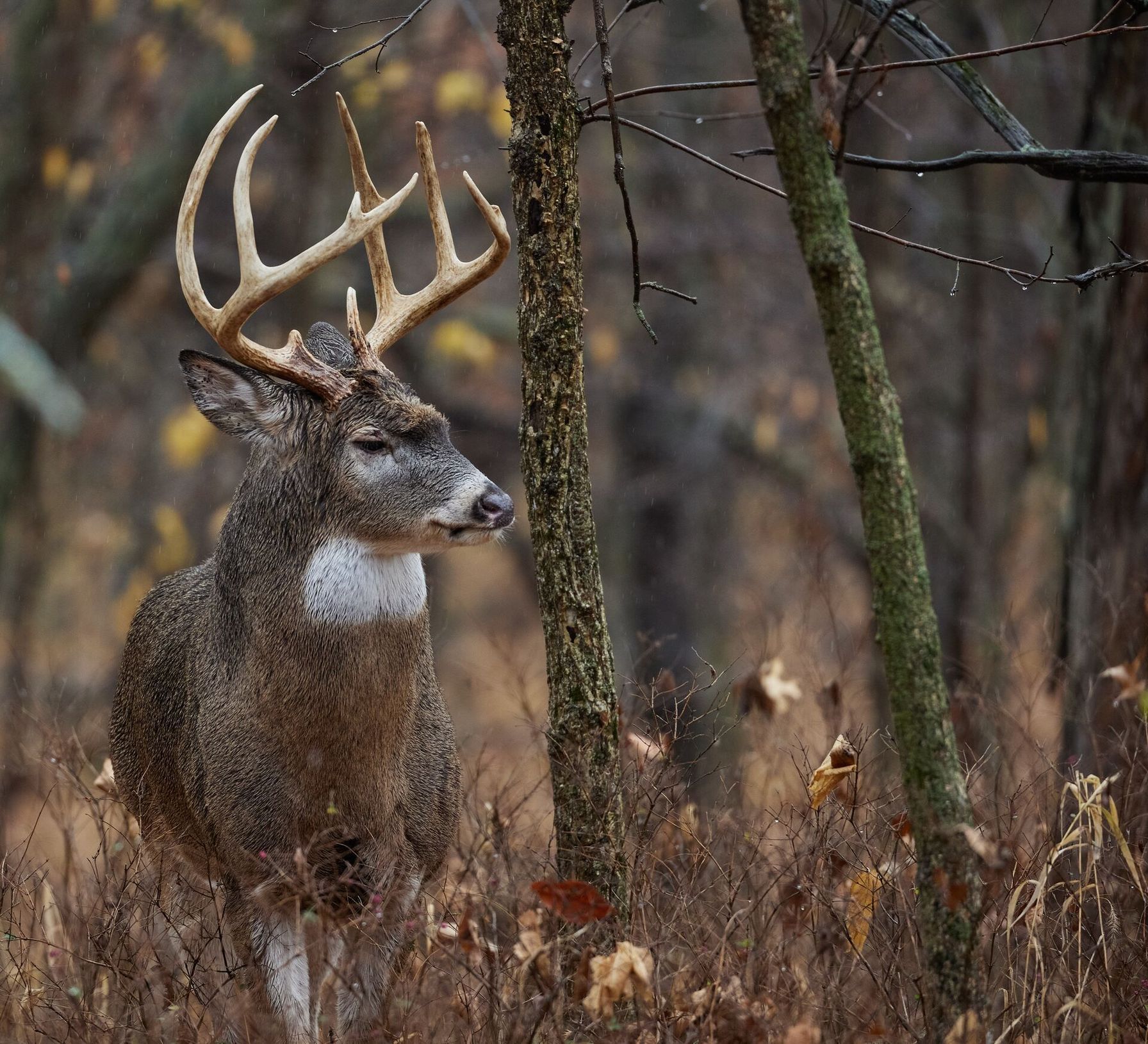 Close-up of a white-tail buck next to a tree, Oklahoma deer season 2025 concept.