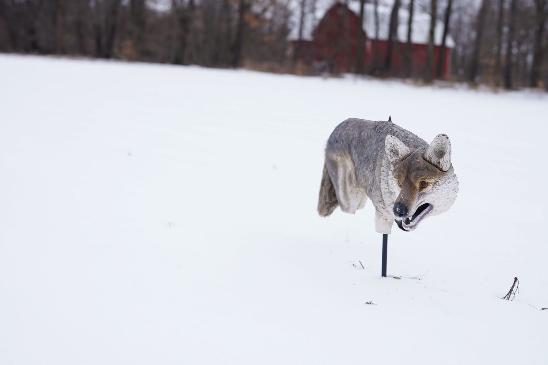 A coyote imitation decoy in the snow.