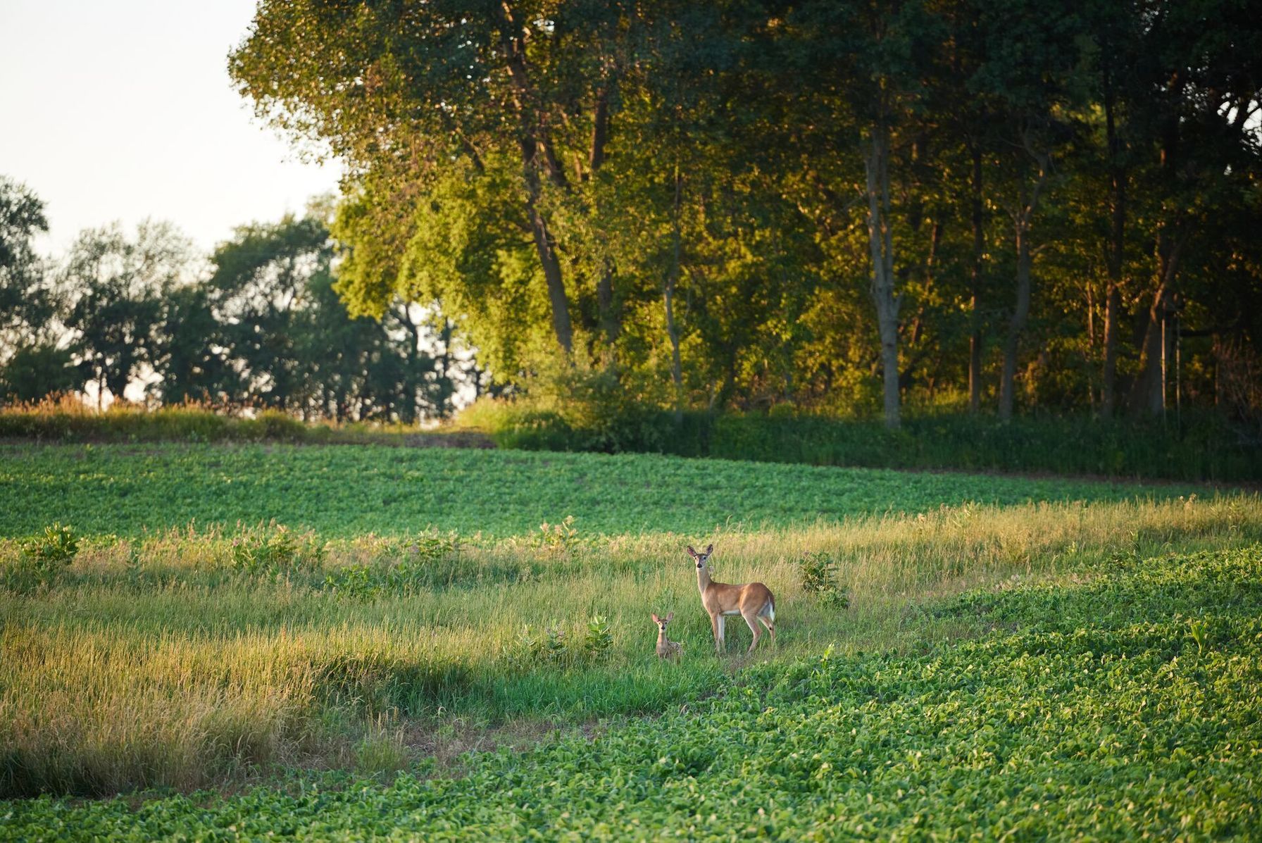 A doe and fawn in a green field, understanding what deer eat concept.