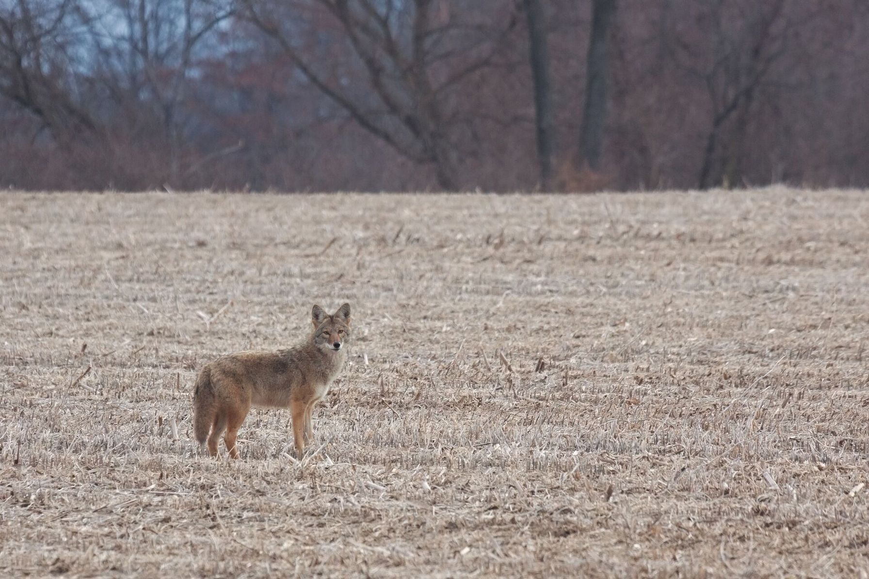 A lone coyote in a field, coyote hunting tactics concept.