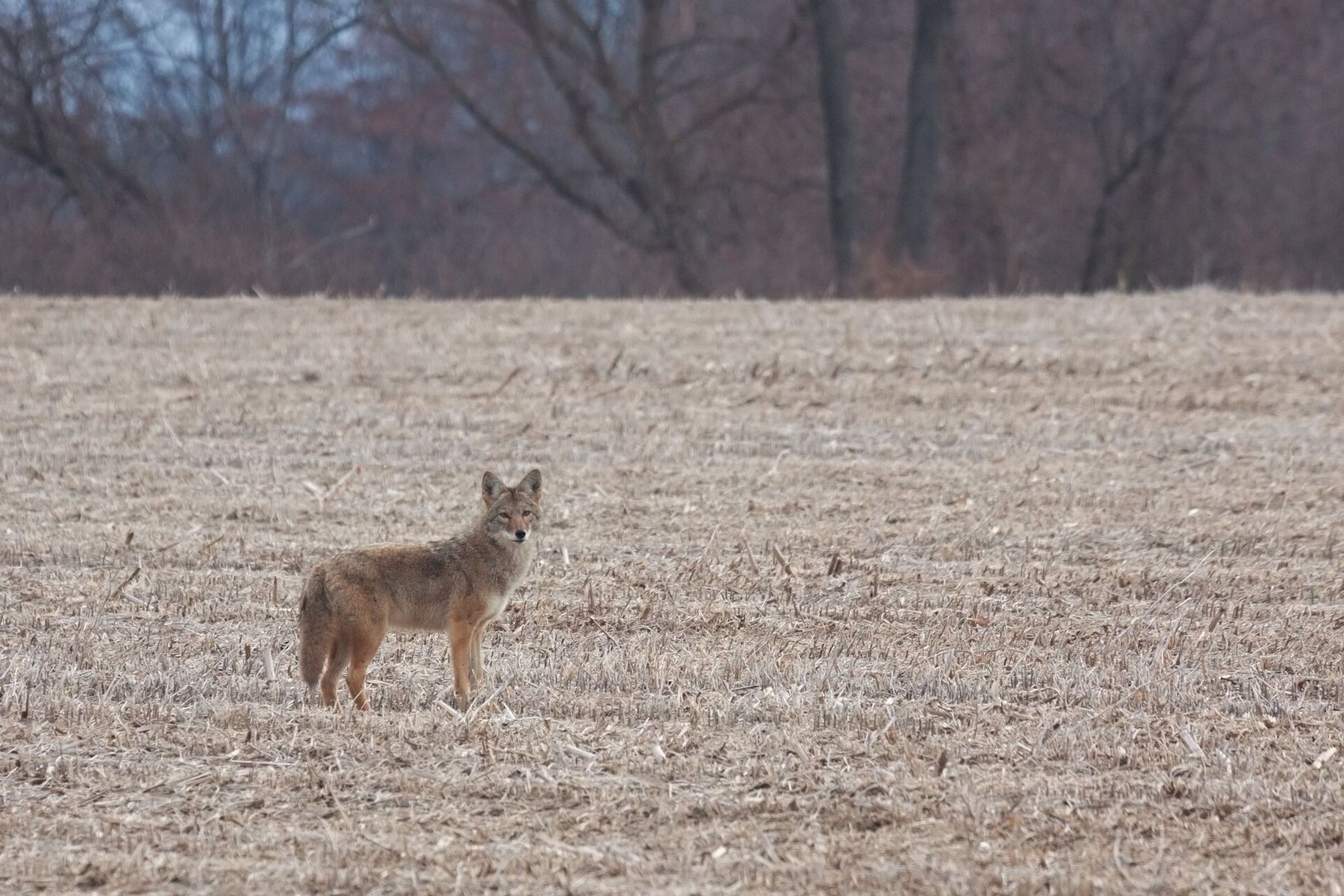 A coyote stands alone in a field in the distance.
