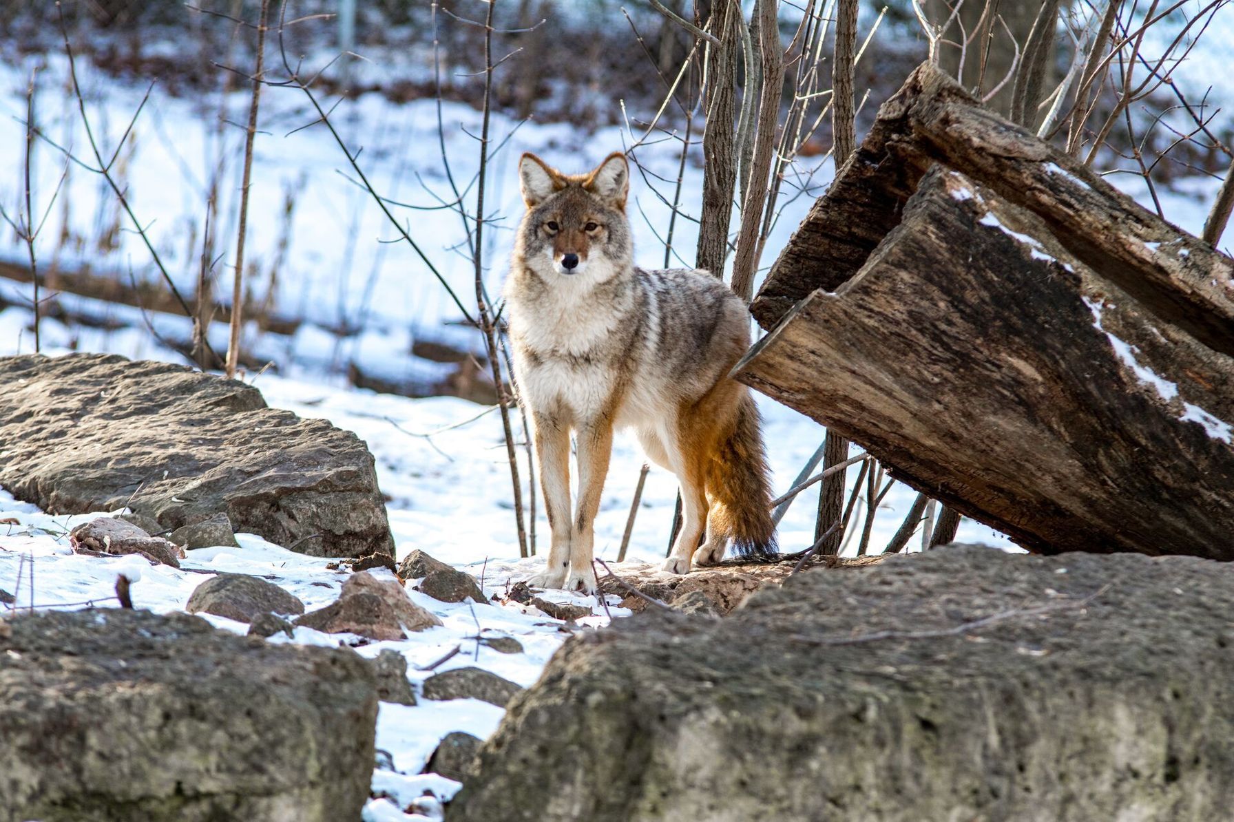 A coyote stands on rocks in the snow, using coyote decoys to hunt concept.