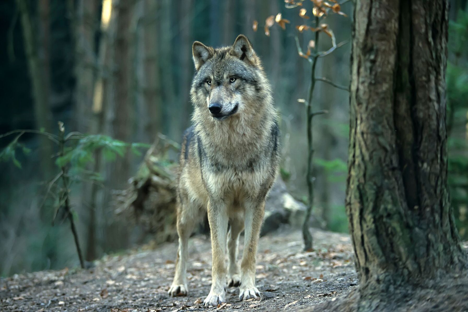 A wolf looks on from a safe spot in the trees.