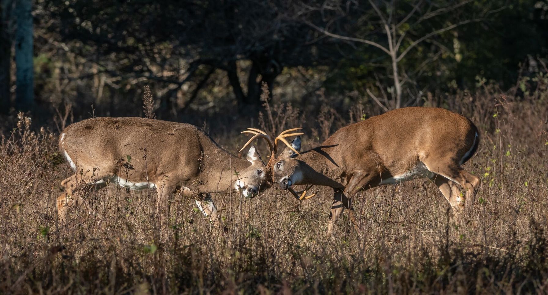 Two buck deer head to head knock antlers, best deer calls for pre-rut concept.