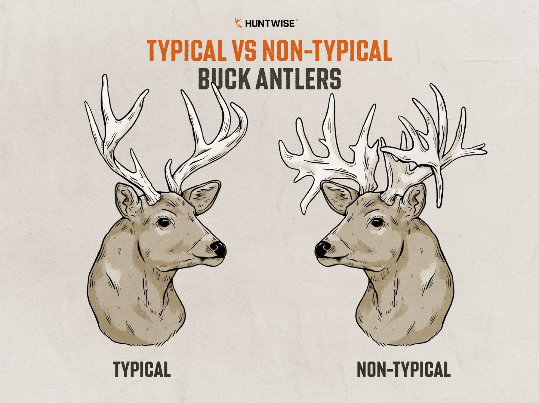Infographic showing a typical and non-typical buck, deer antlers explained concept.