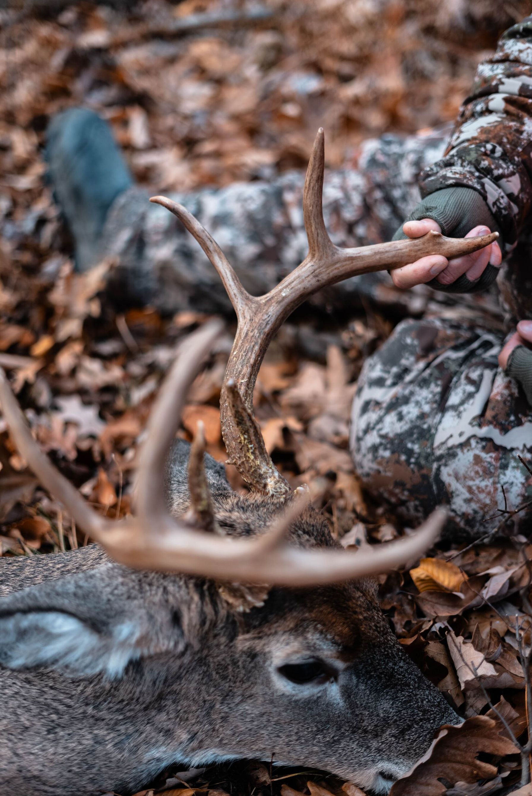 Close-up of a buck