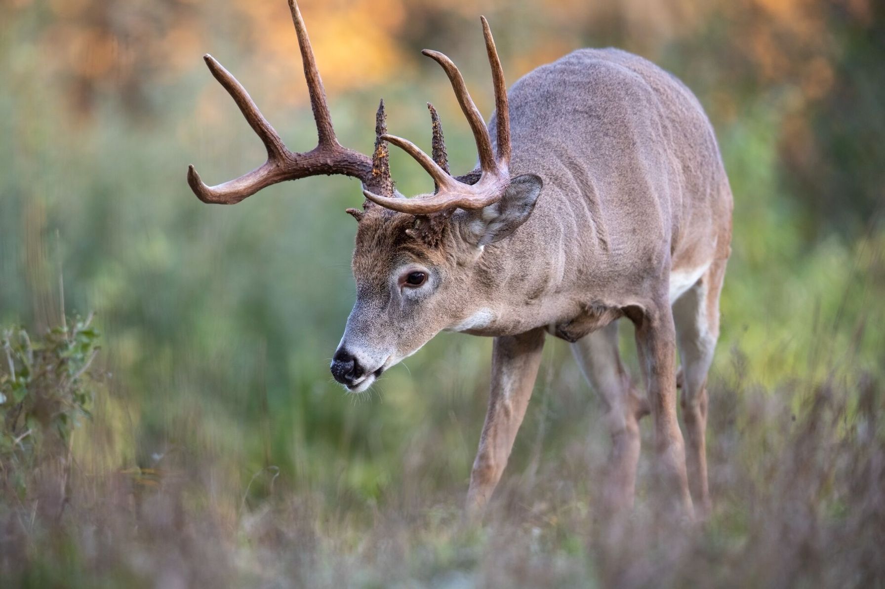 Front and shoulder view of a whitetail buck, understanding deer anatomy concept.