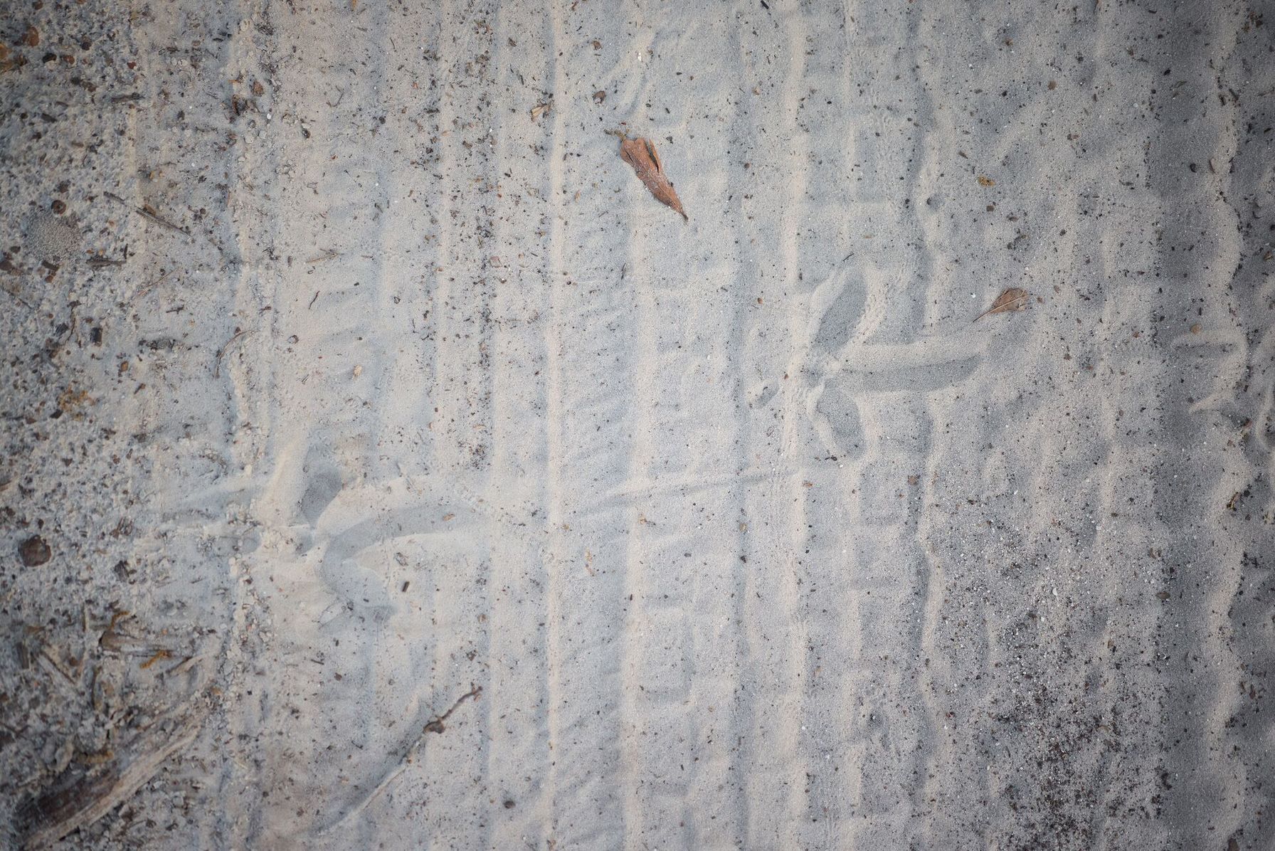 Turkey tracks in the sand, turkey scouting concept.