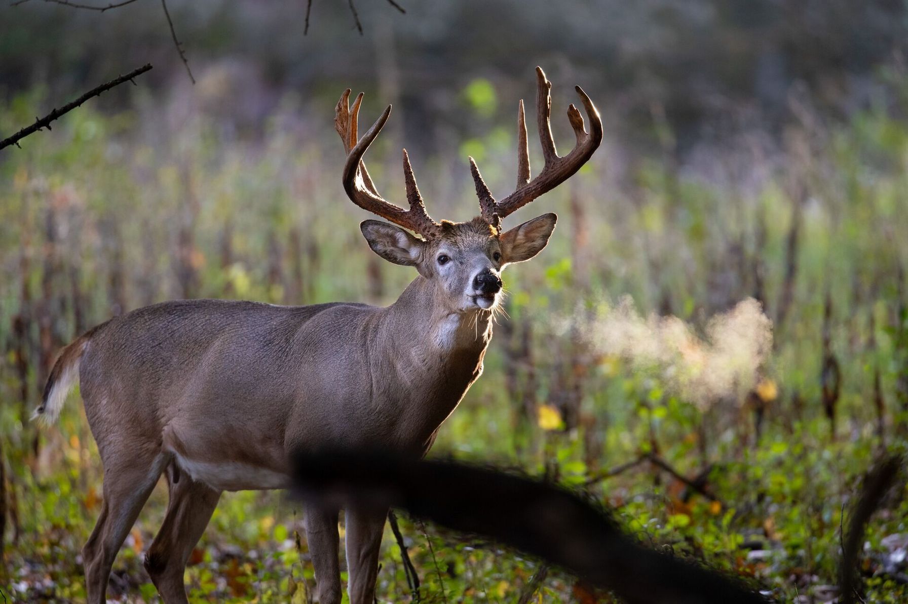 A whitetail buck snorts while in a field, types of deer calls for hunting concept.