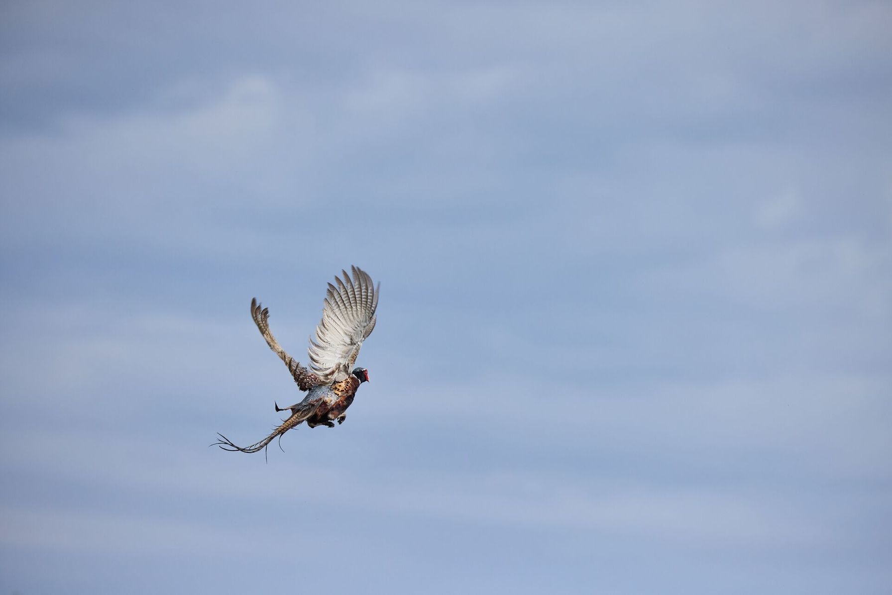 Pheasant in flight against blue sky.