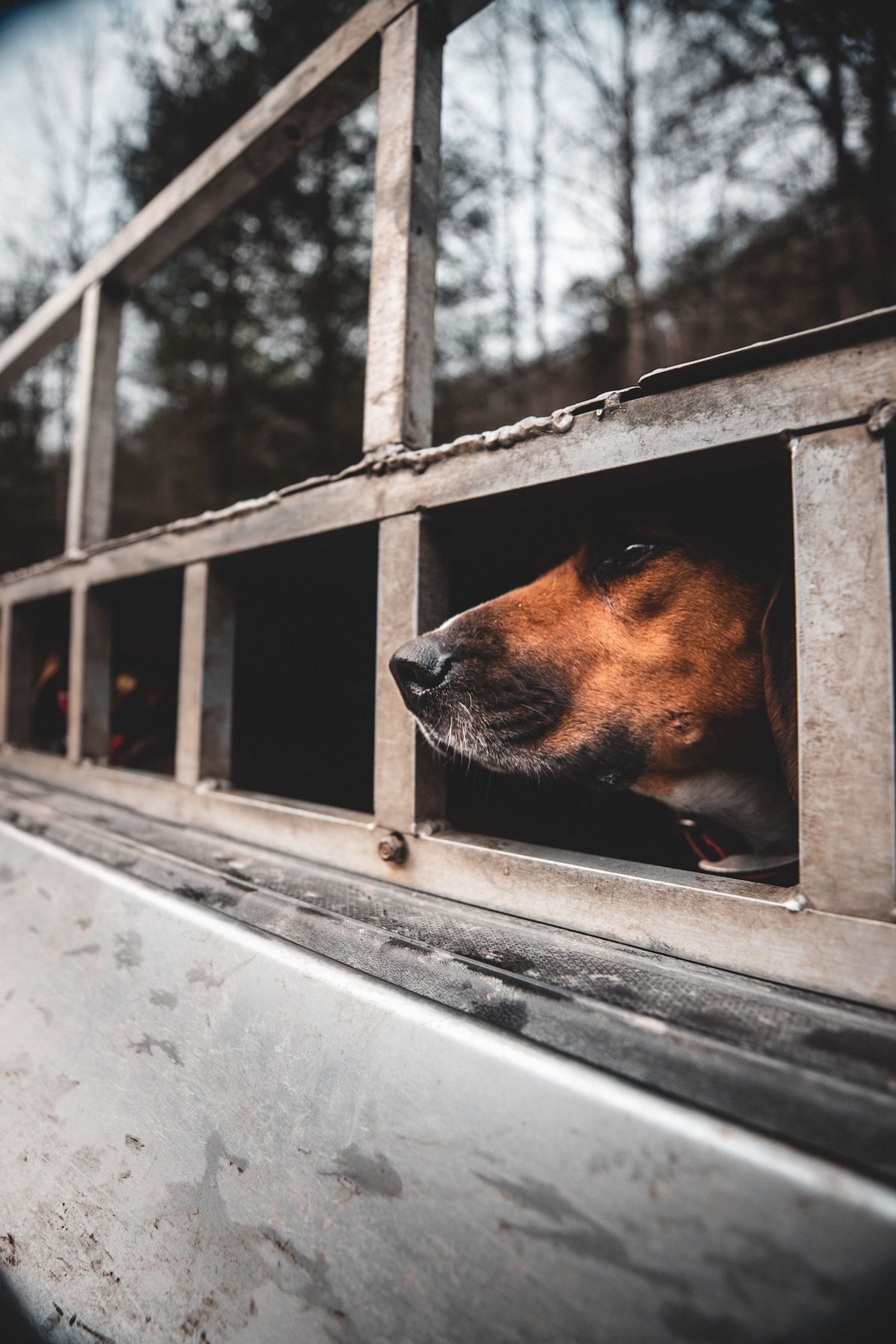 A hunting dog looks out a window.