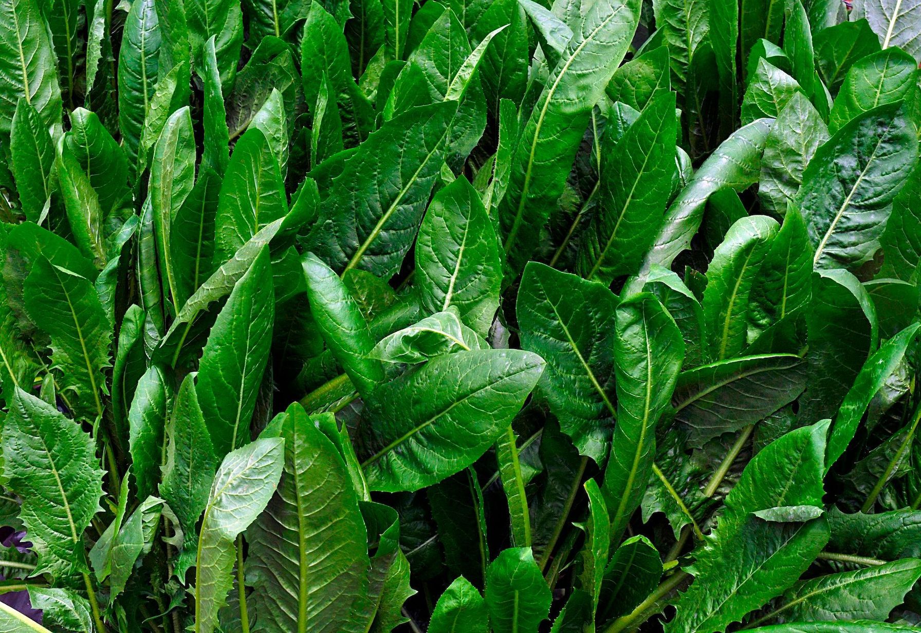 Close-up view of chicory in a field.