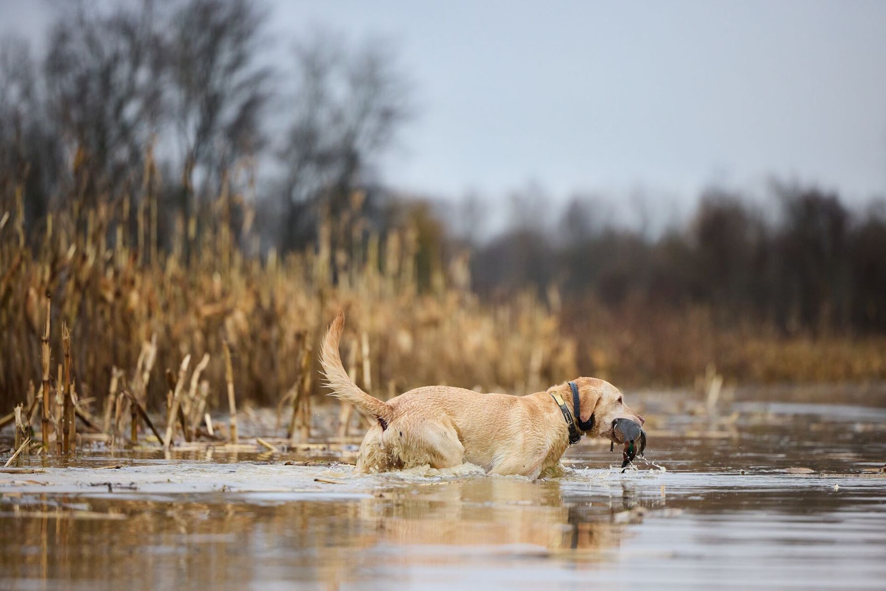 A hunting dog wades through water with a bird in its mouth, Oregon hunting seasons concept.