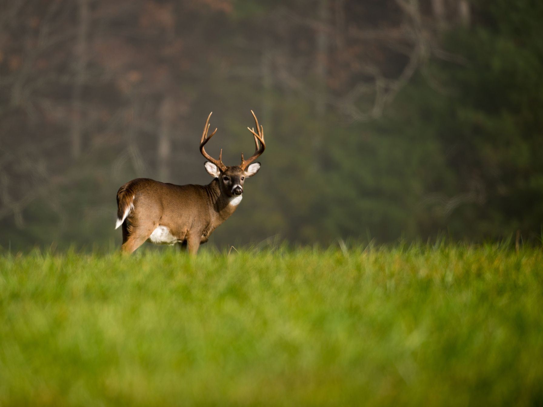 A whitetail buck in a field, Indiana hunting concept.