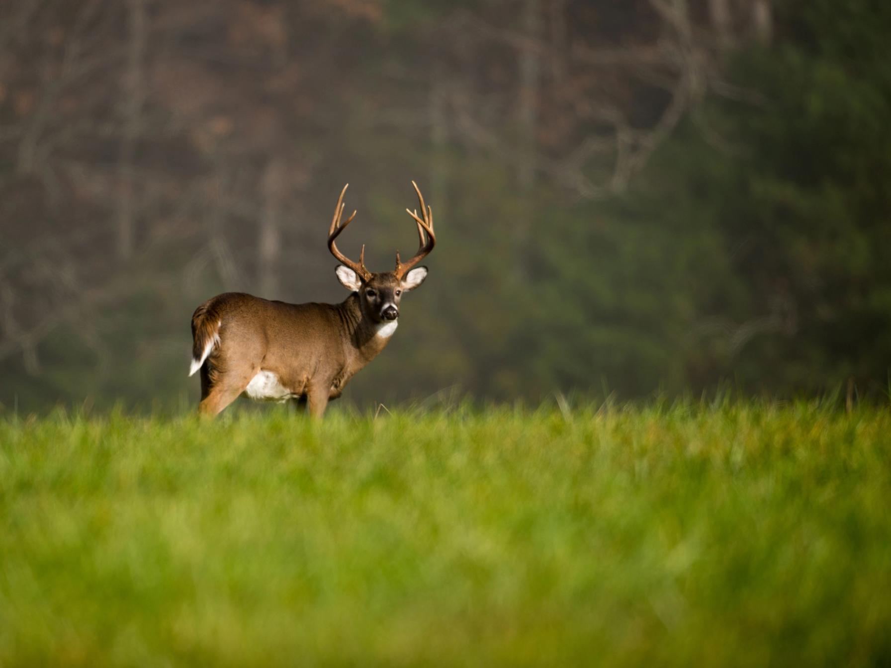 A white-tailed deer buck in an open field.
