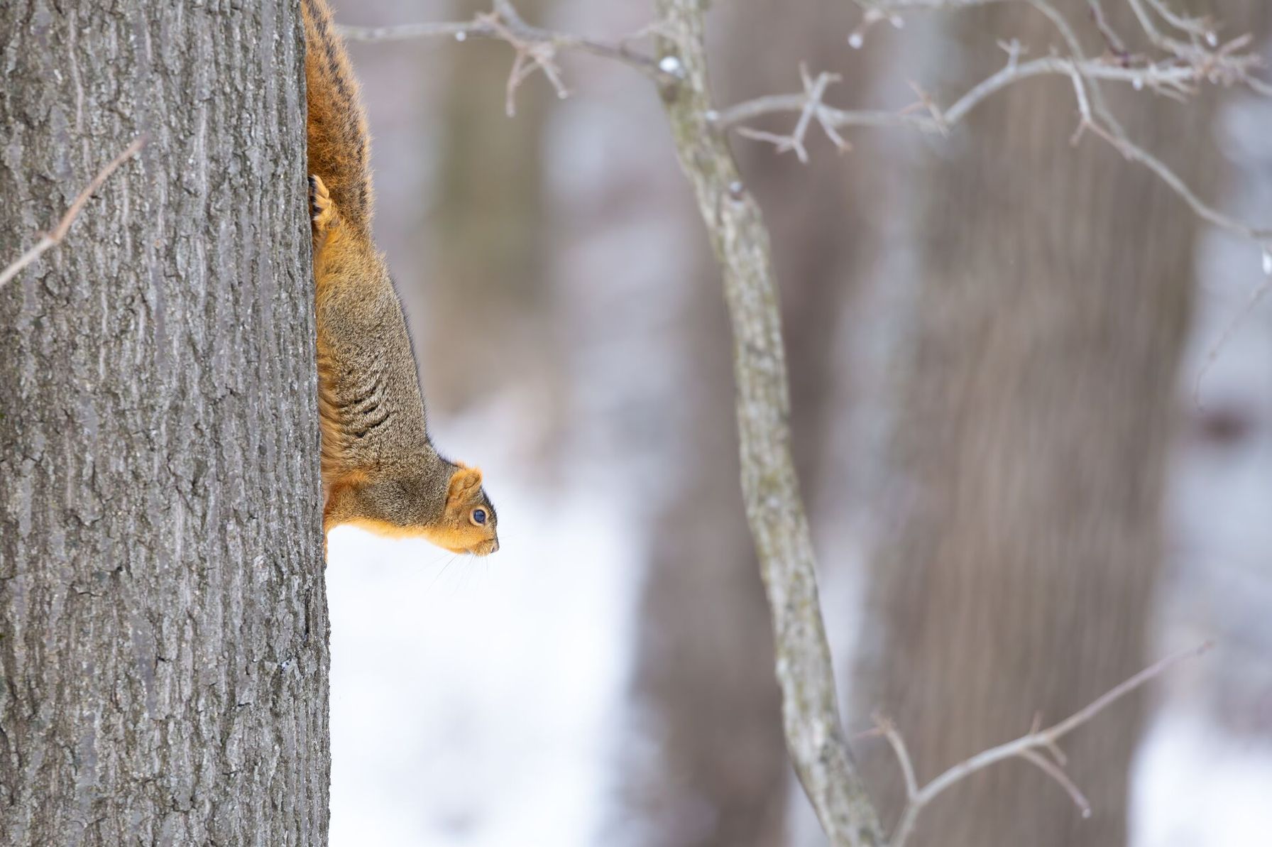 Squirrel stopped on a tree, best small game hunting rifle caliber concept.