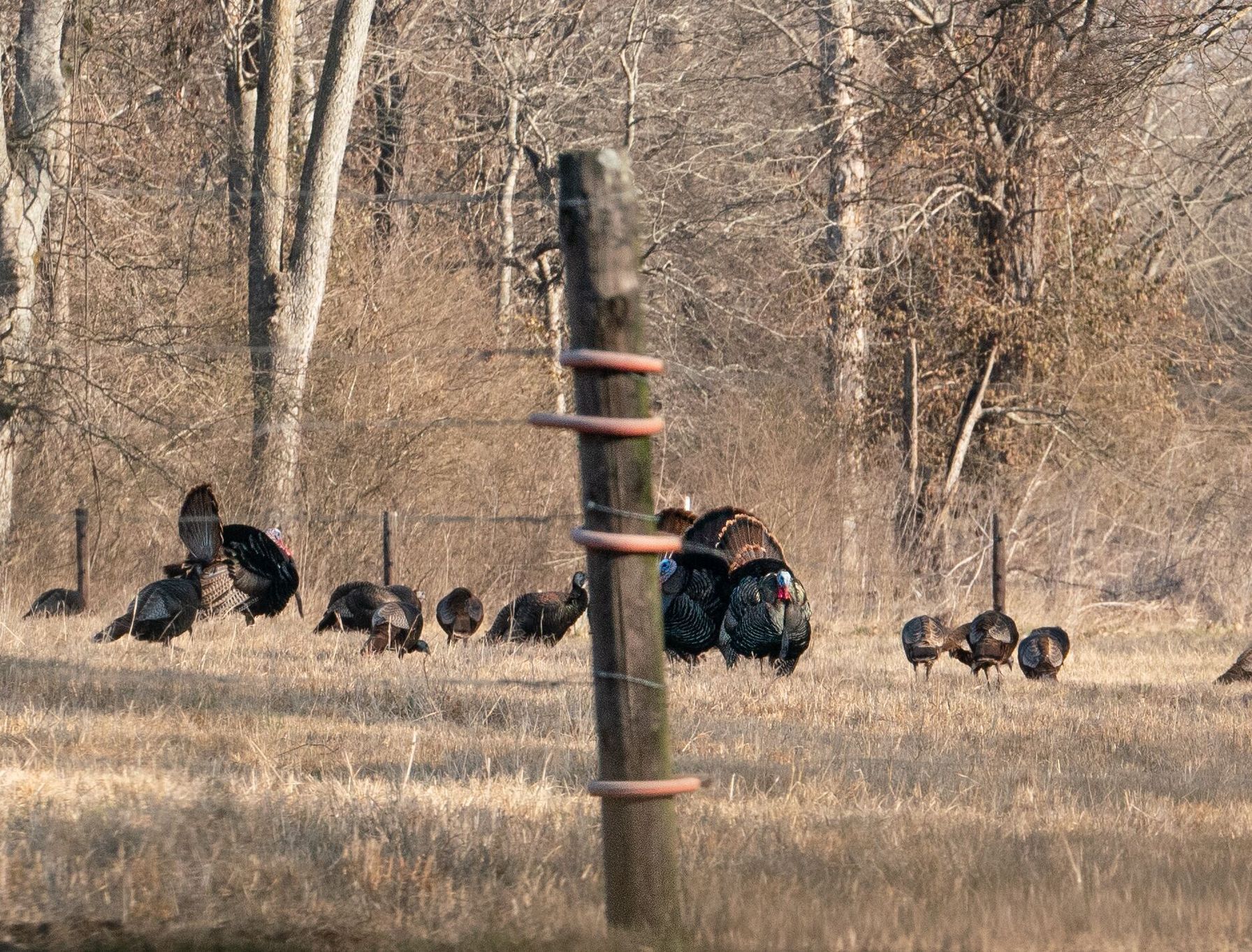 Flock of turkey in a clearing, best temperature for turkey movement concept.