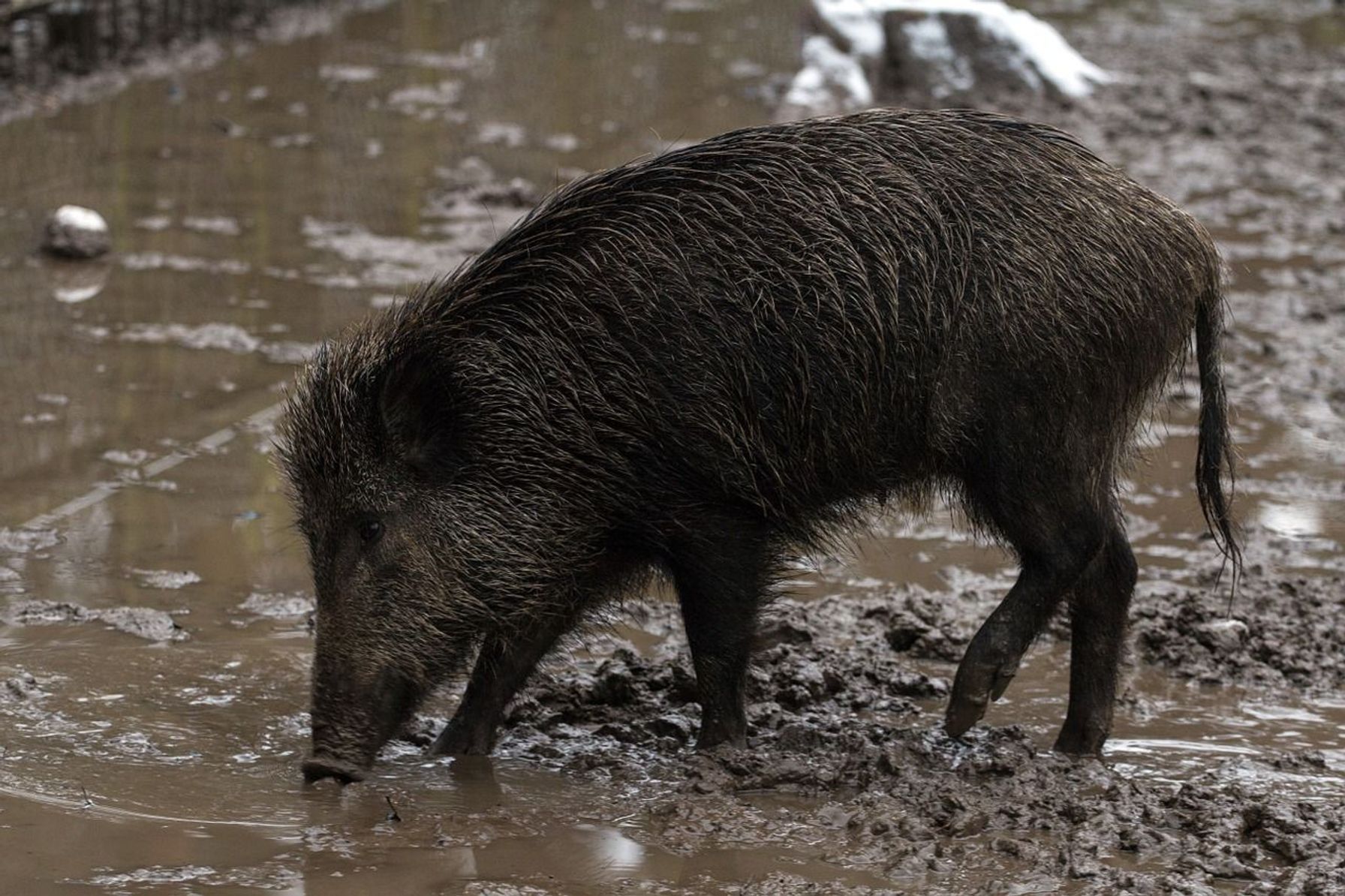 Wild hog roots in the mud, what do wild hogs eat concept.