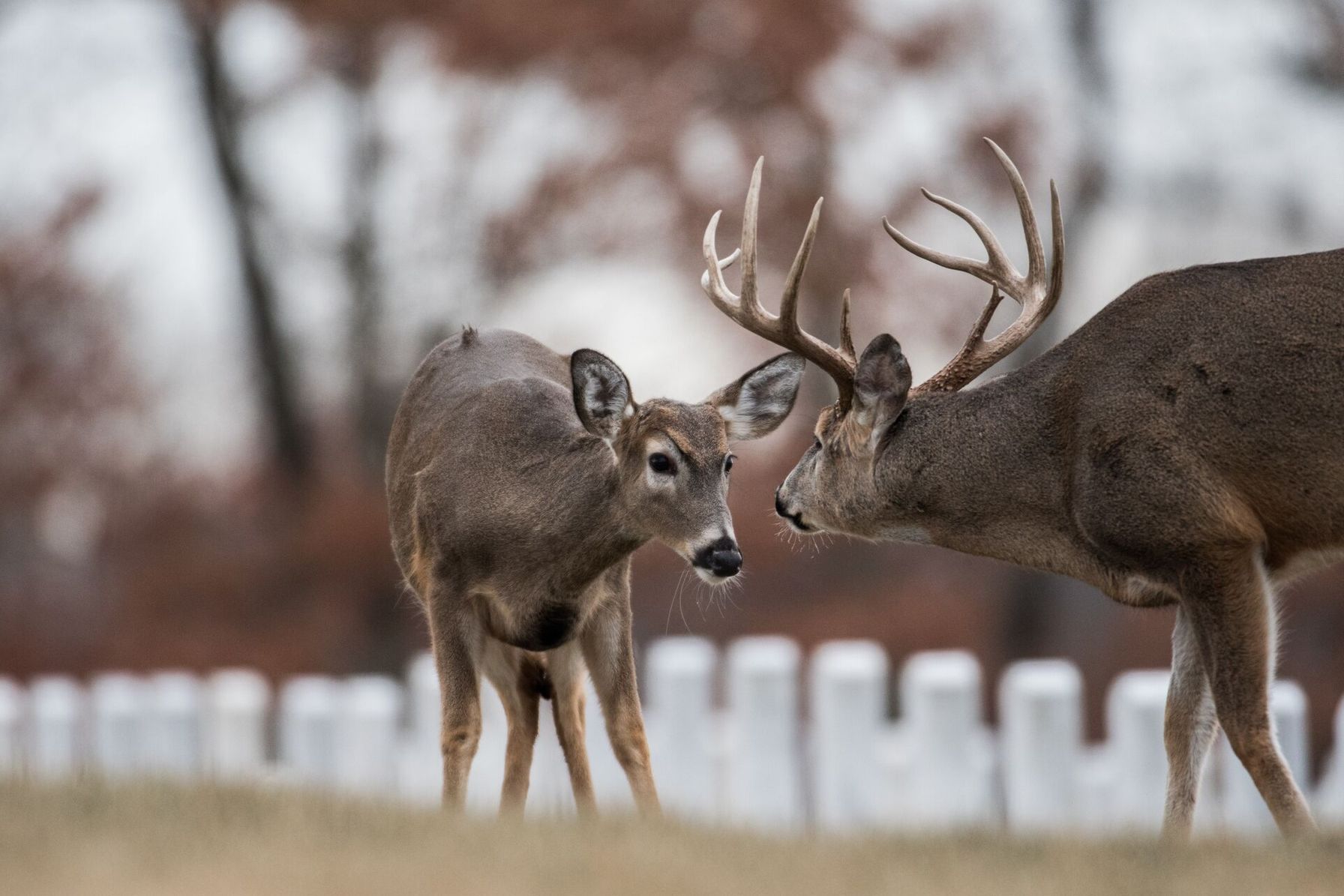 A buck deer and doe face each other.