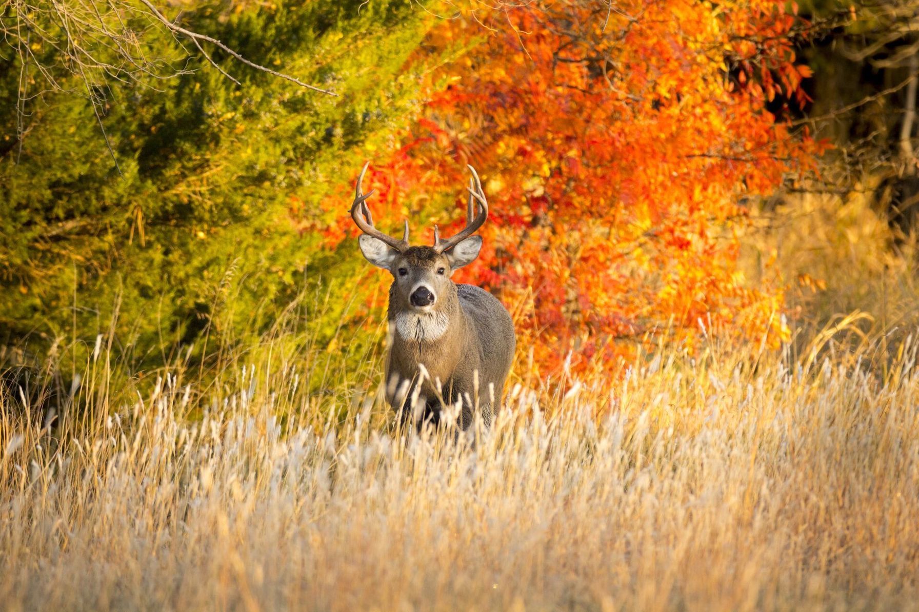 A buck deer in tall grass in front of trees with changing leaves, deer season Georgia concept.