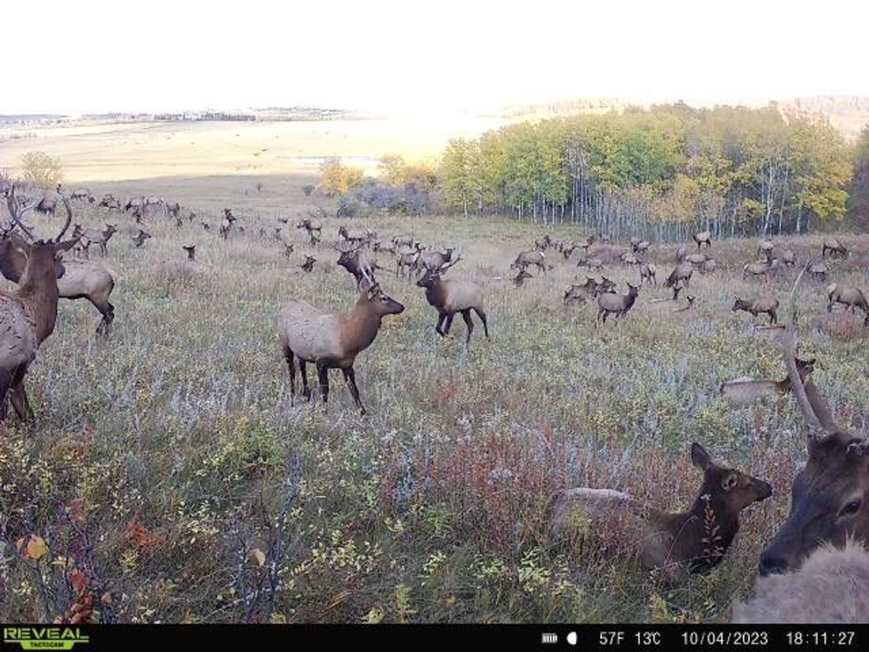 Large elk herd on trail cam image, e scouting elk in Wyoming concept.