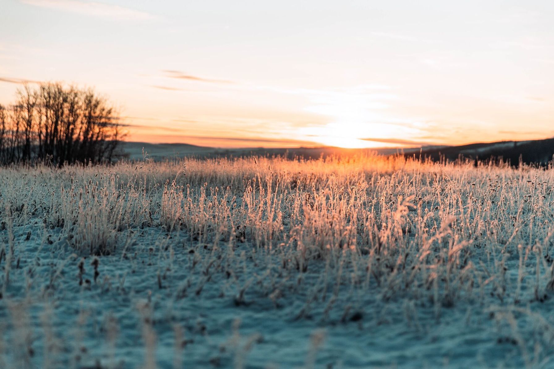 A wide view of a field at sunrise, quail hunting in Arizona concept.
