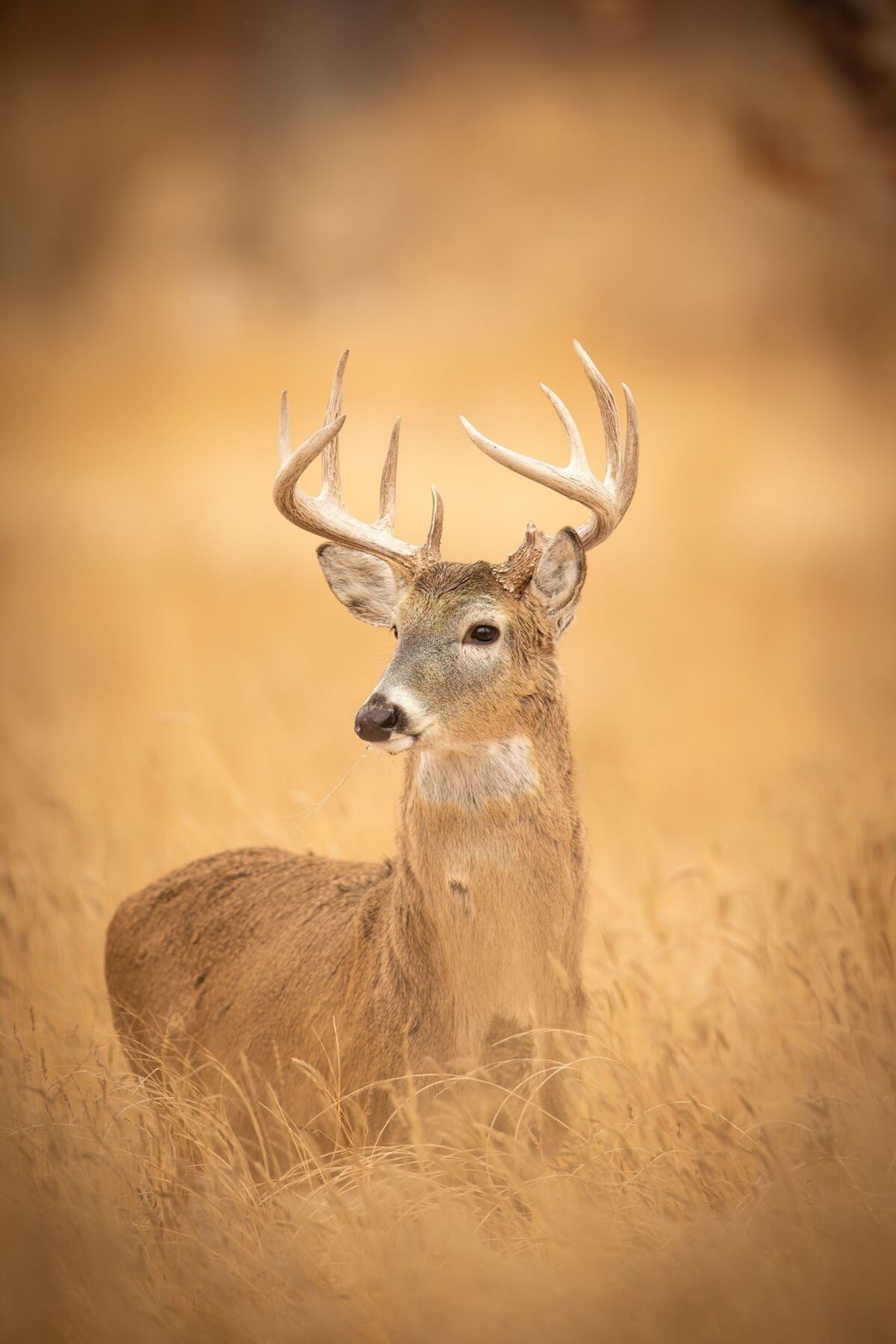 Buck in a field in October, whitetail pre-rut strategies concept.