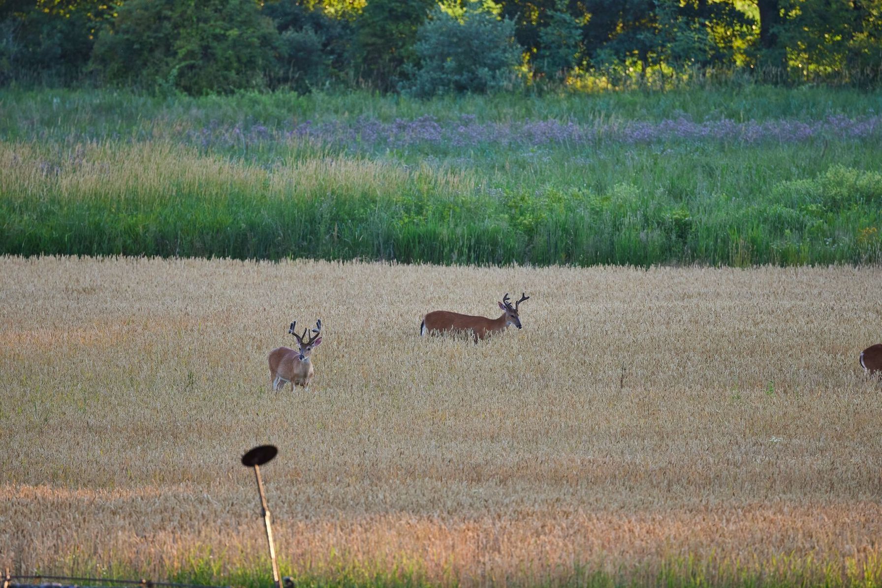 Several deer enjoying a food plot in spring.