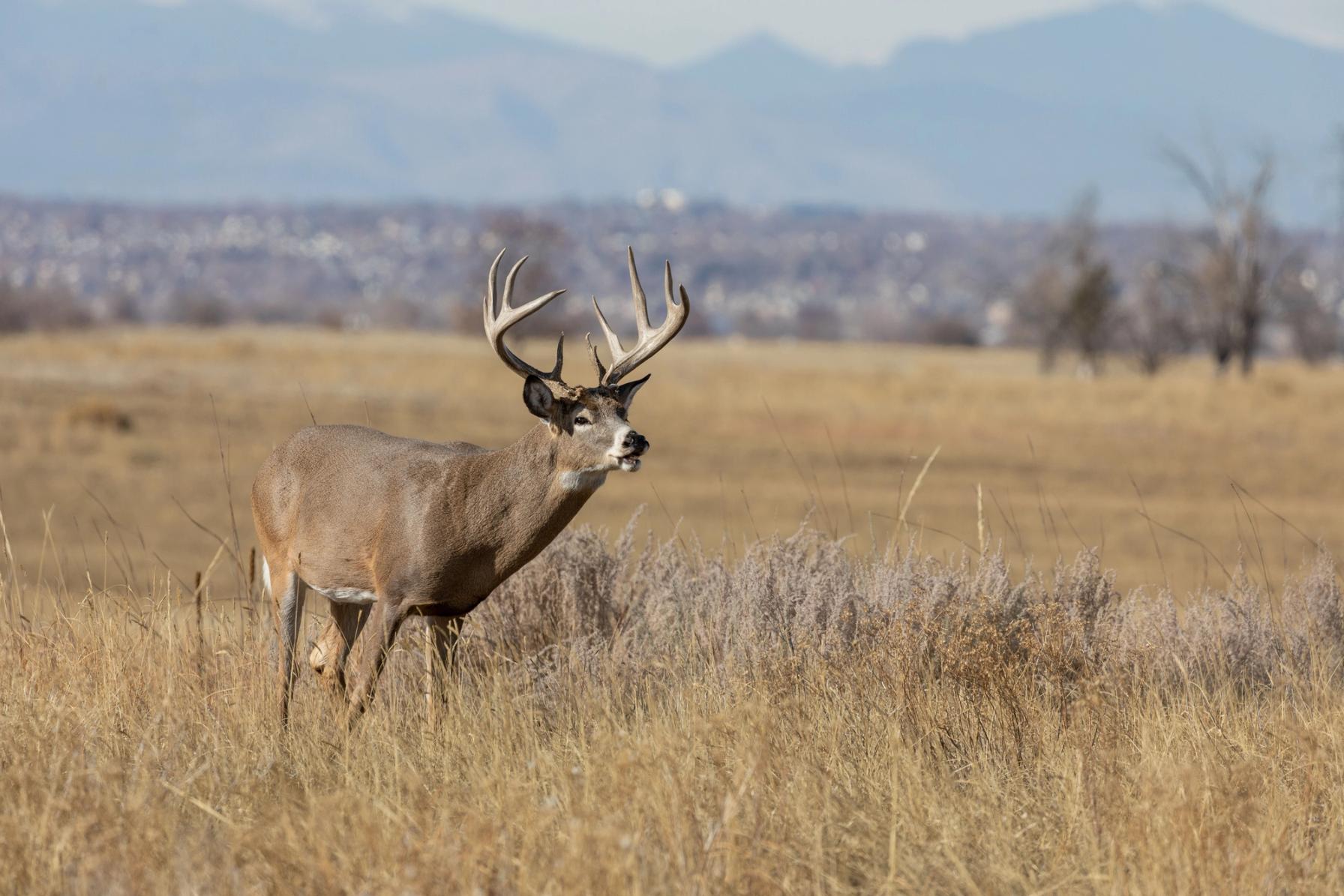 A whitetail buck calling in a field, understanding deer sounds concept.