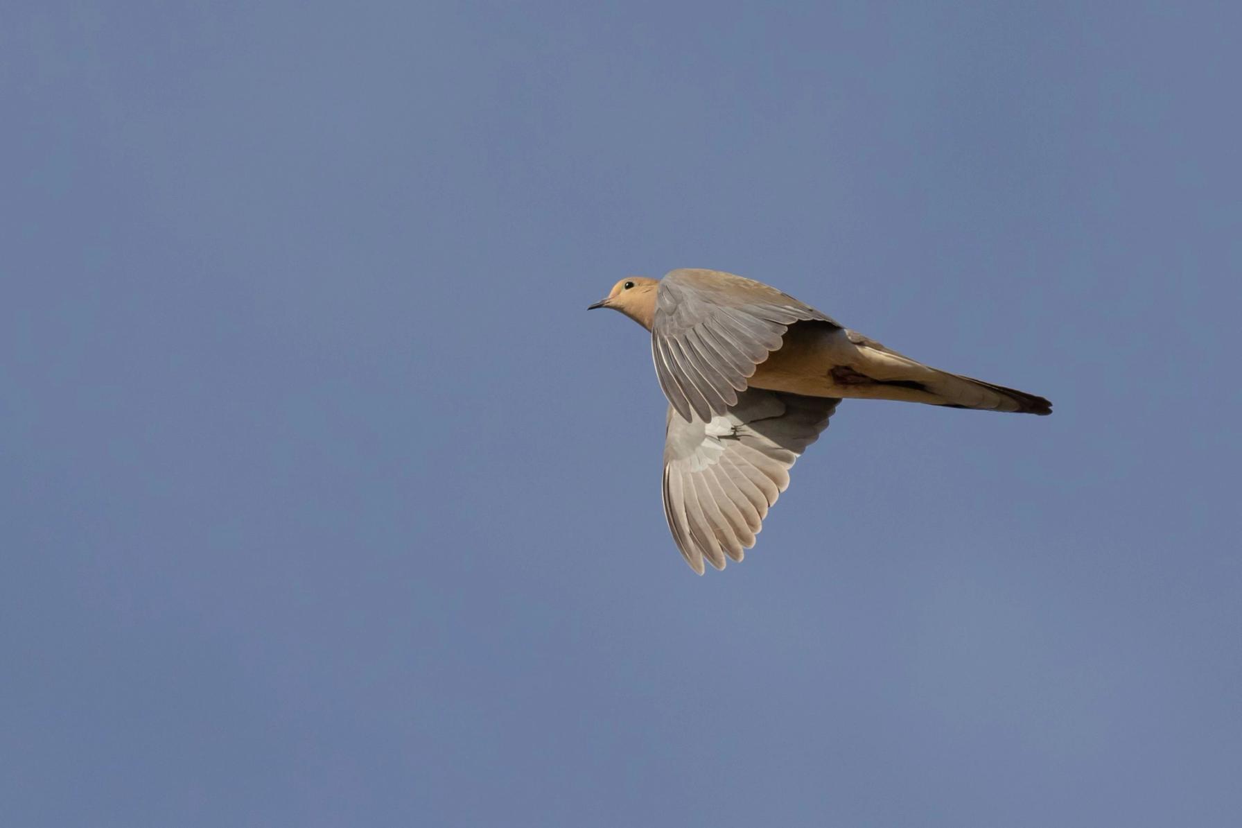 A dove flying, gear for dove hunting setup concept.