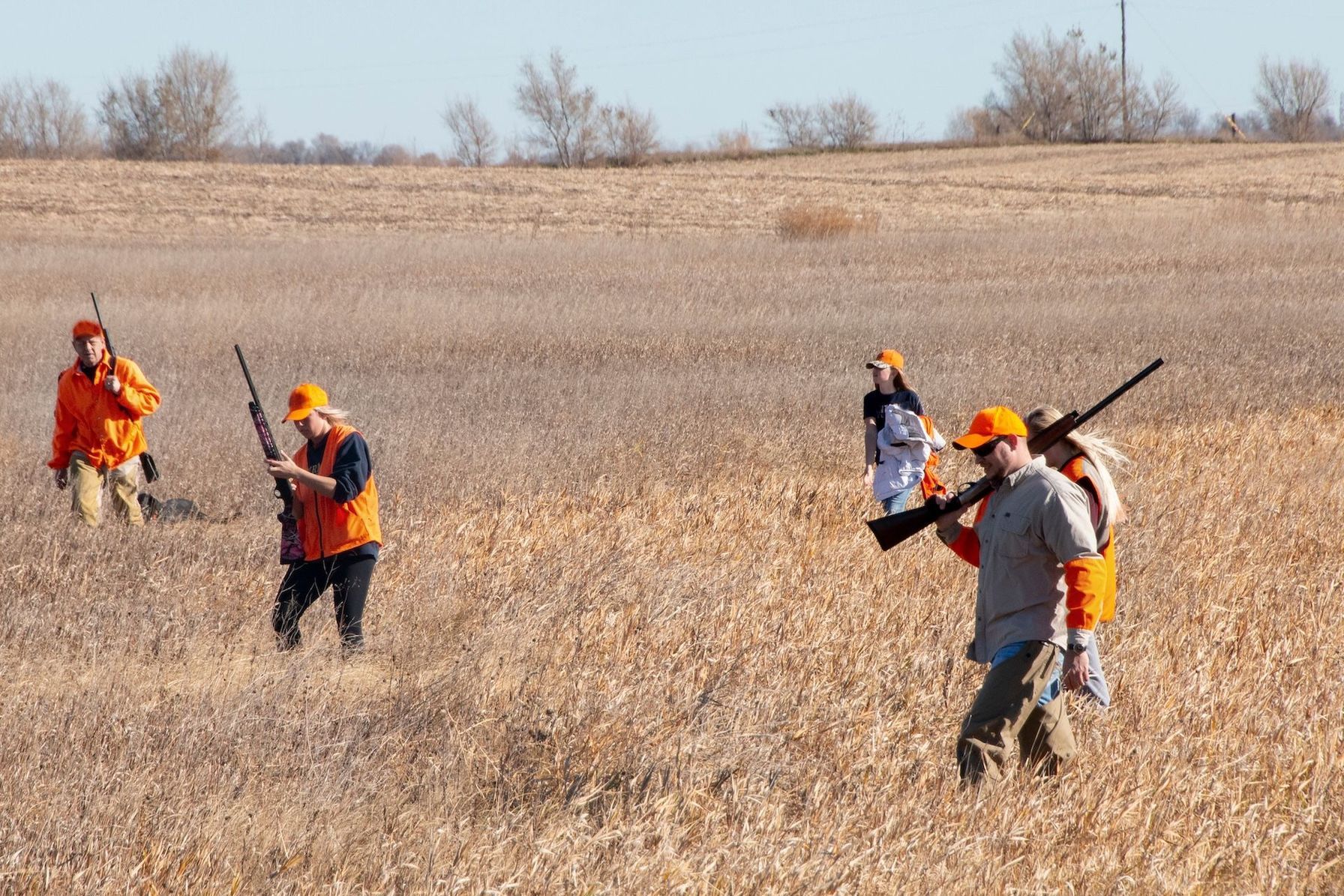 Hunters in a field flushing quail, quail hunting gear concept.