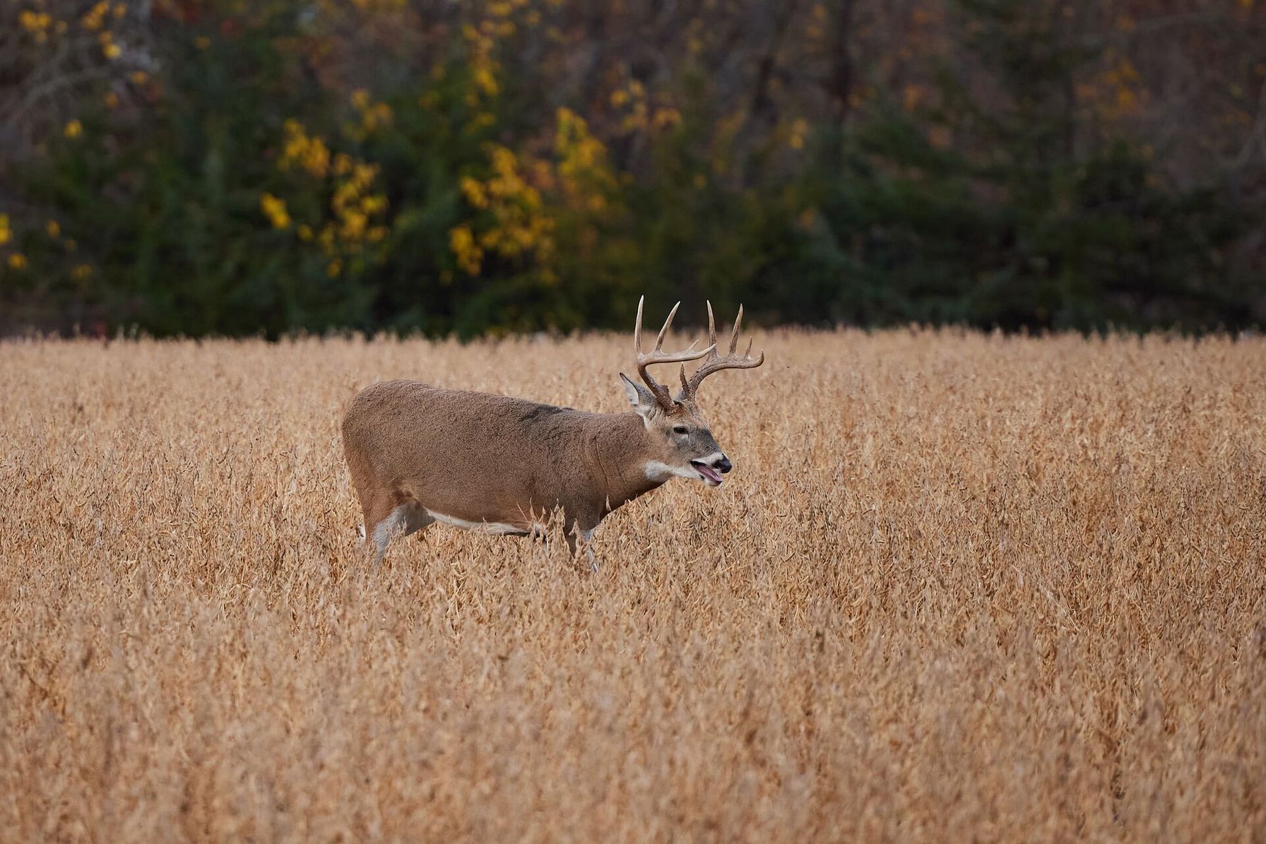 A buck deer grazes in a field, best states for deer hunting concept.