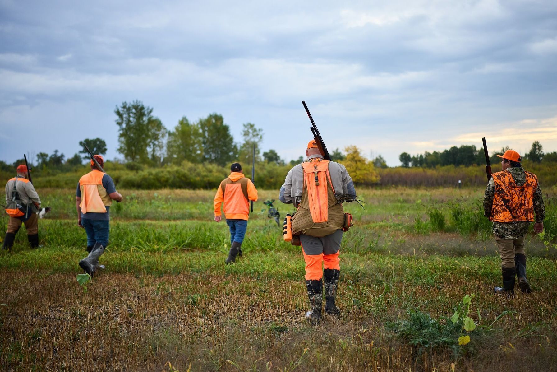 Group of hunters walks field to flush birds, Wisconsin pheasant season concept.