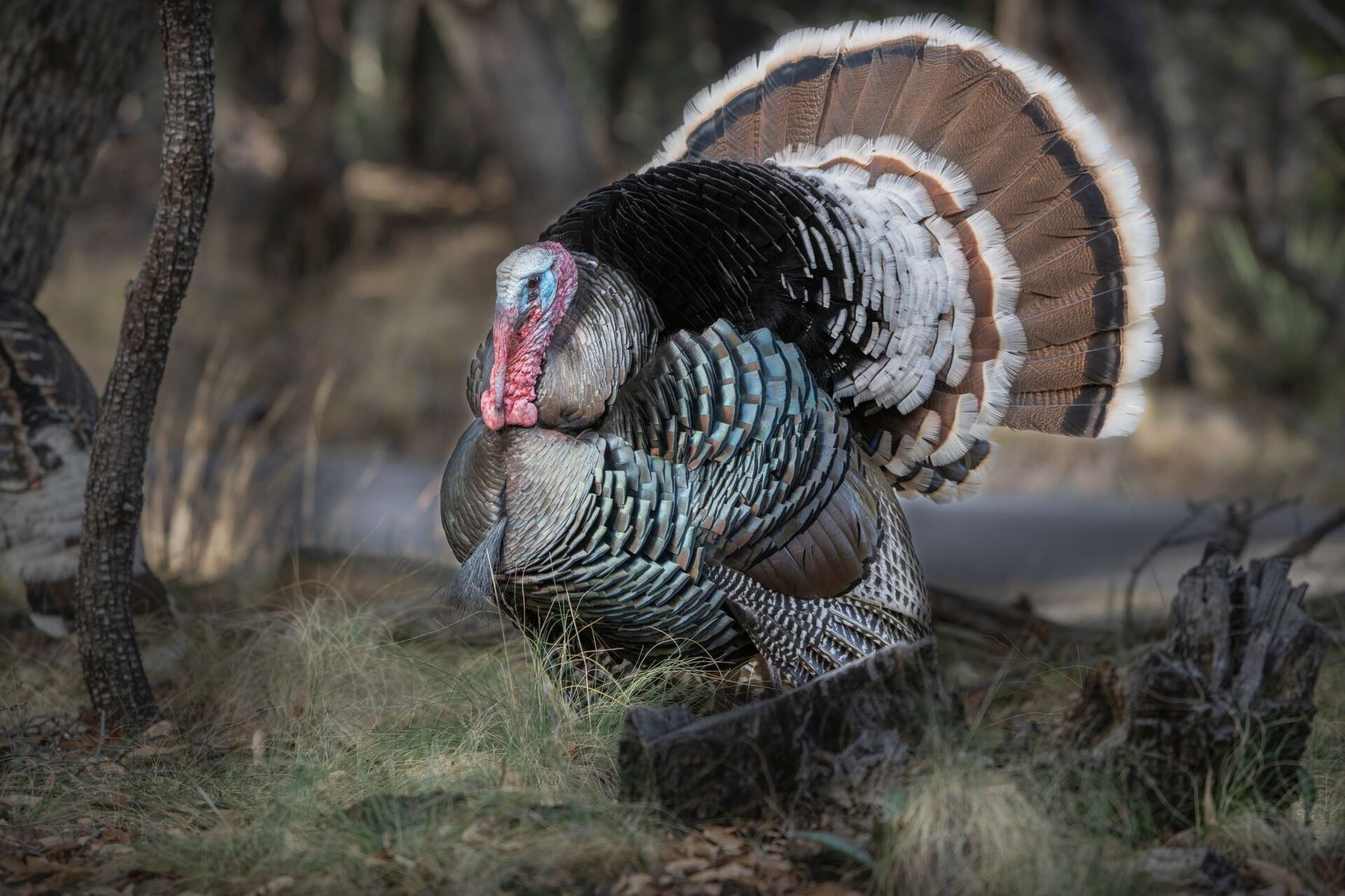 Close-up of a male Gould