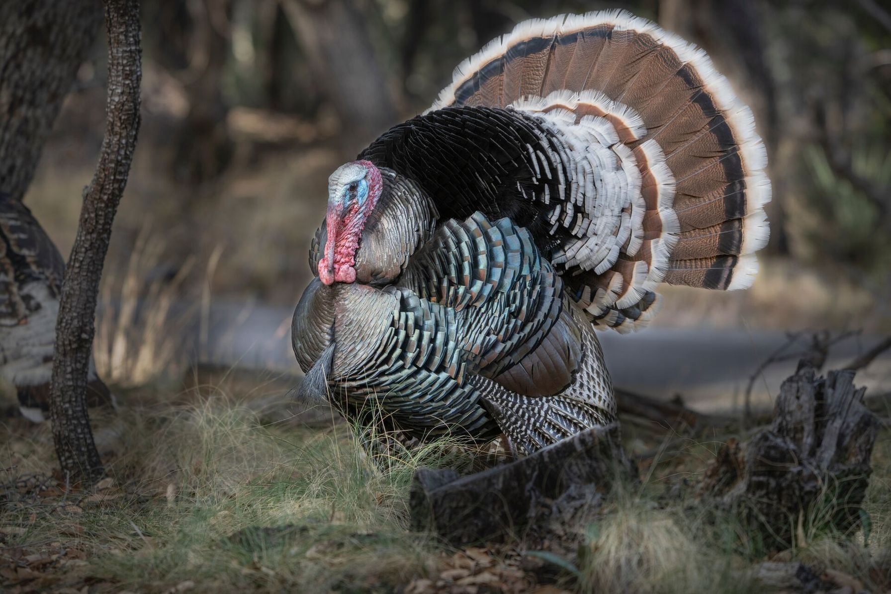 Close-up of a male Gould