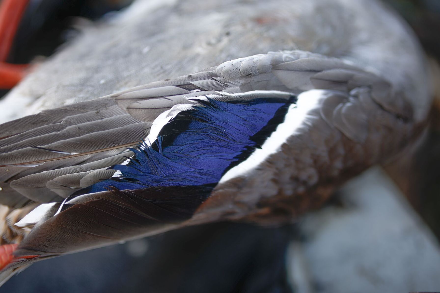 Close-up of a duck wing, Wisconsin public waterfowl hunting land concept. 