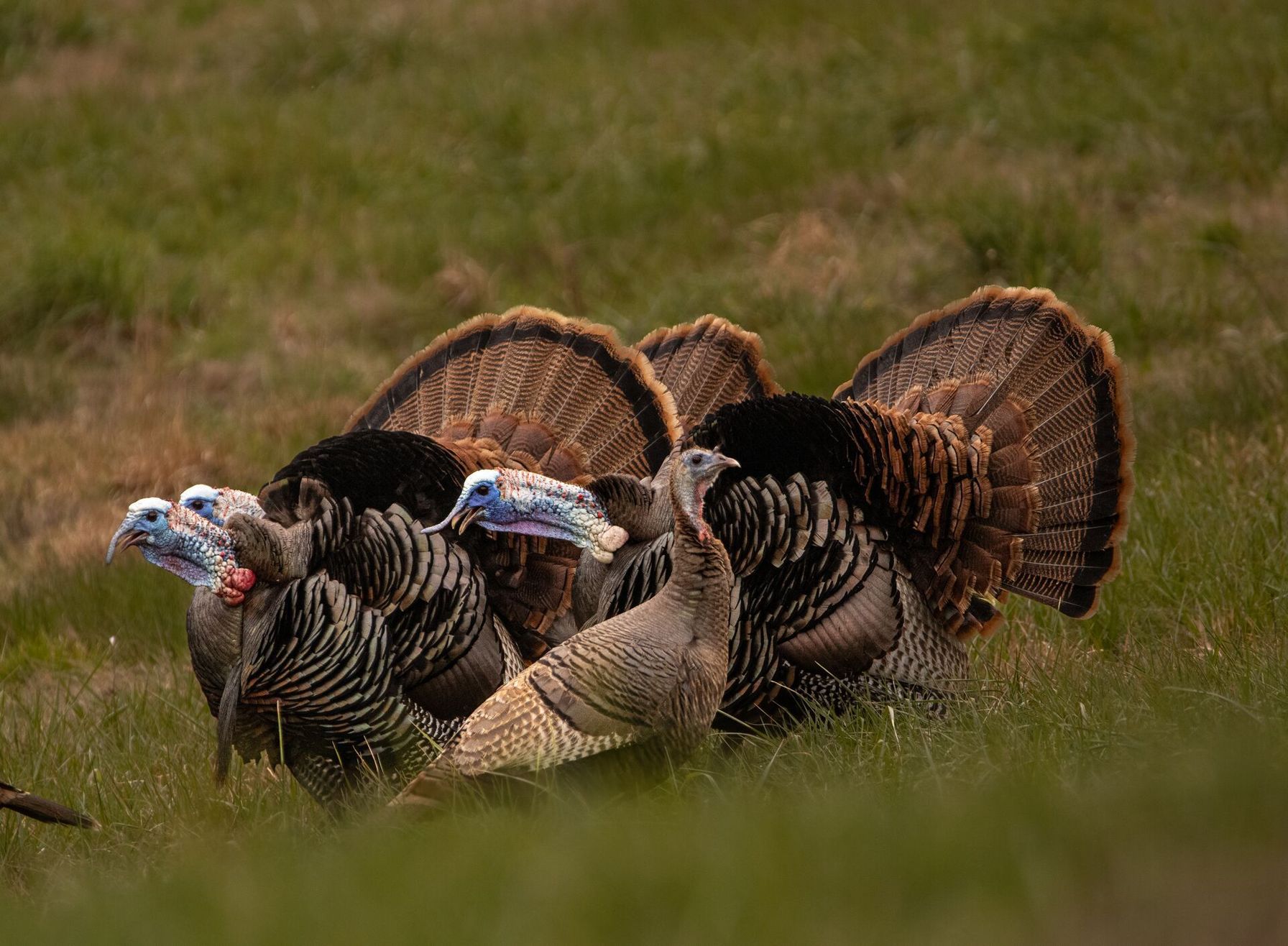 Several wild turkeys gathered in a field, hunting seasons in Maine concept.