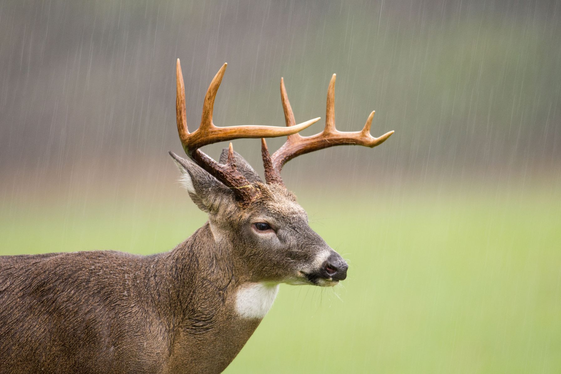 Close-up of a whitetail buck, Georgia deer season 2024 concept.
