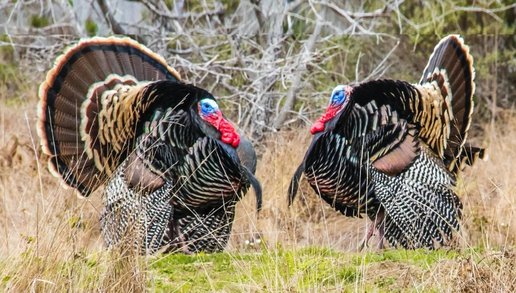 Two wild turkeys face each other in the brush, heritage turkey vs wild turkey concept.