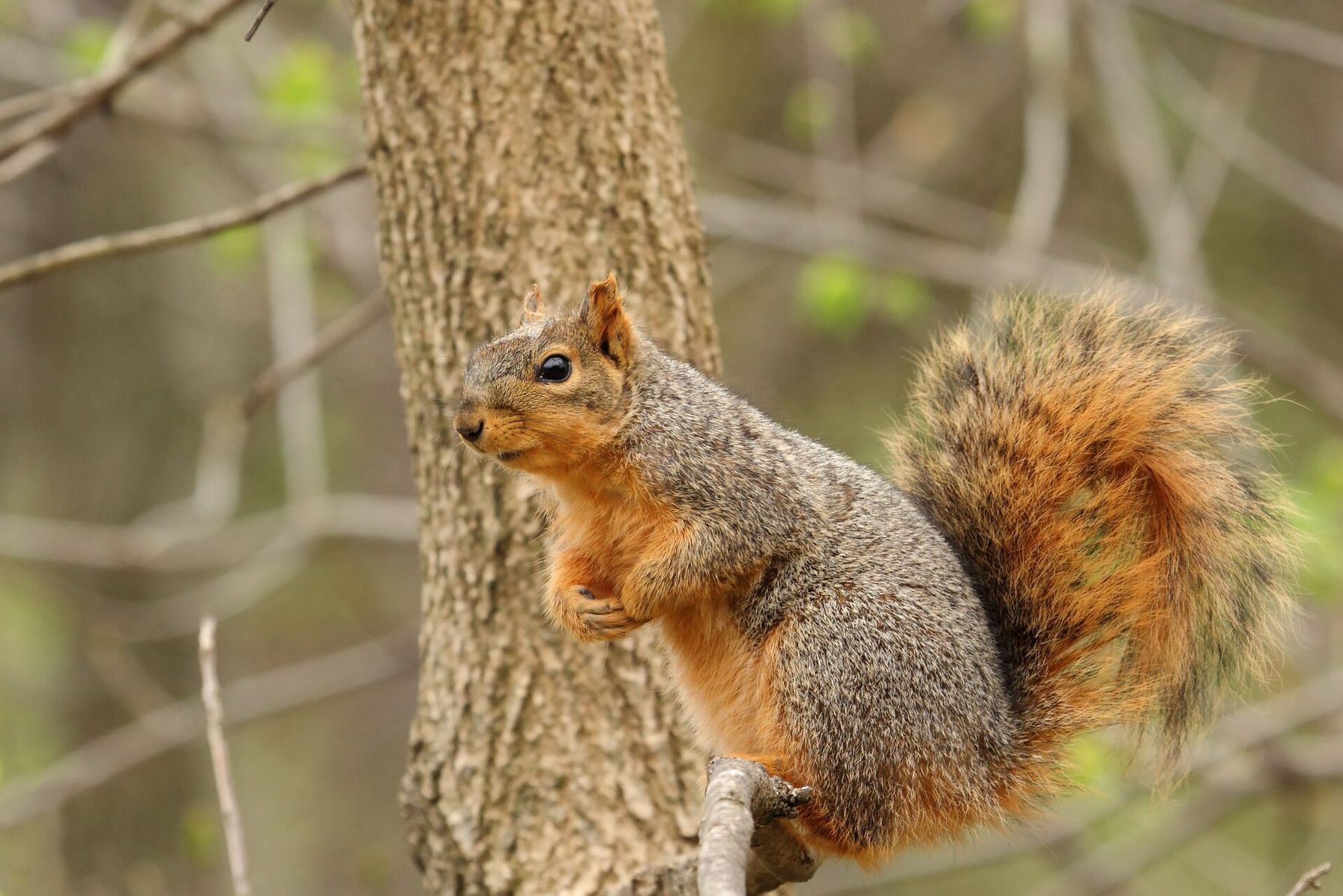 Squirrel sits in a tree.