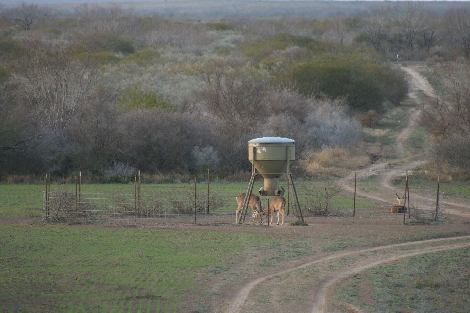 Deer standing under a deer feeder.