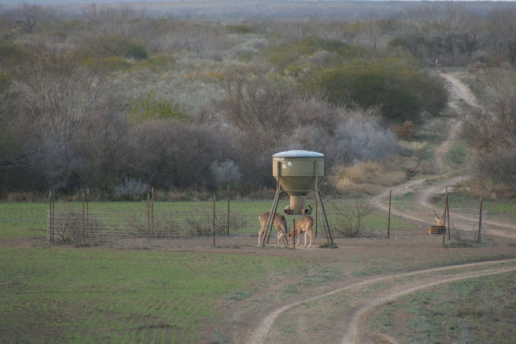 Deer standing under a deer feeder.