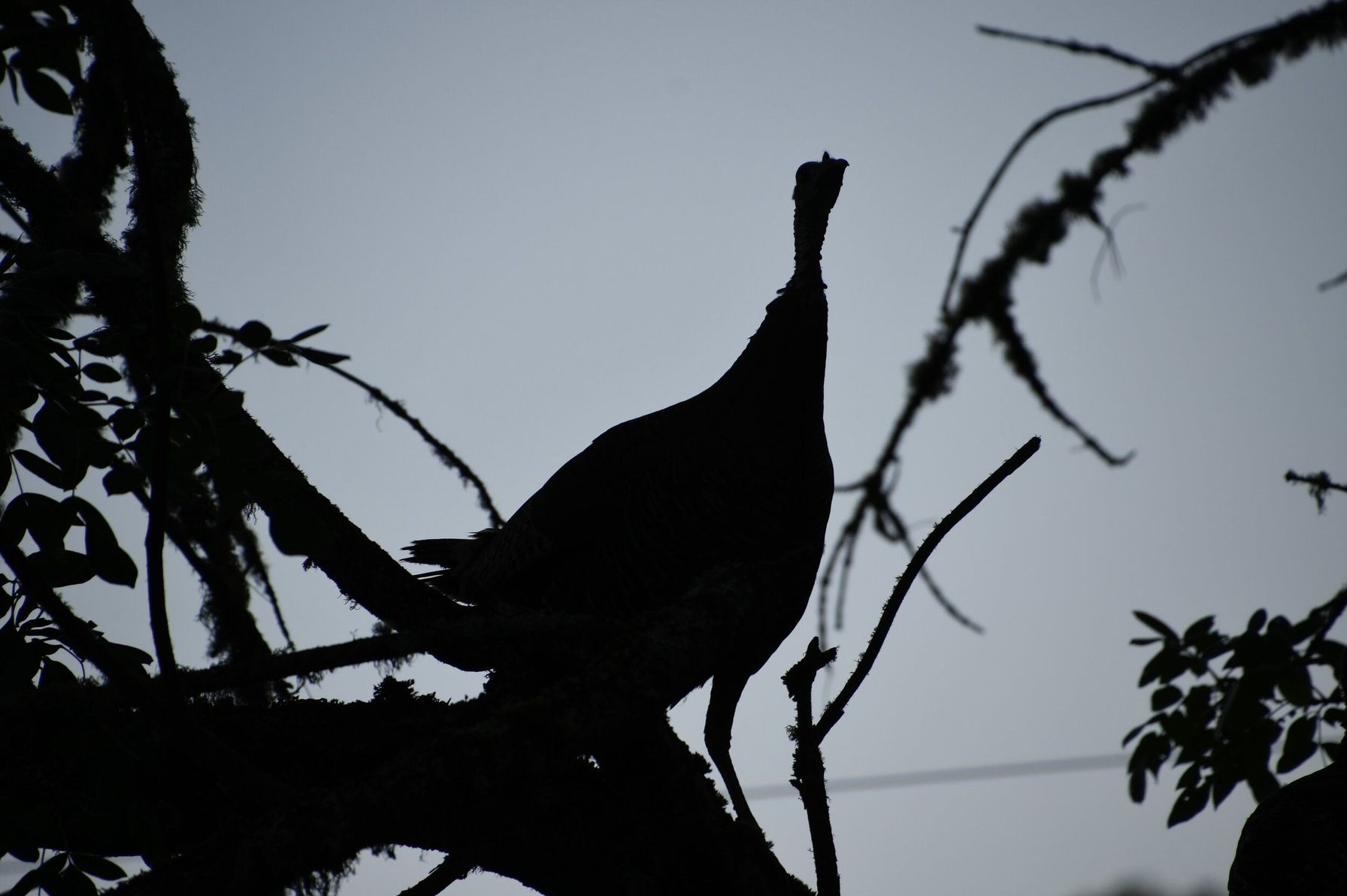 Turkey roosts in tree at dusk, know where to turkey hunt concept.