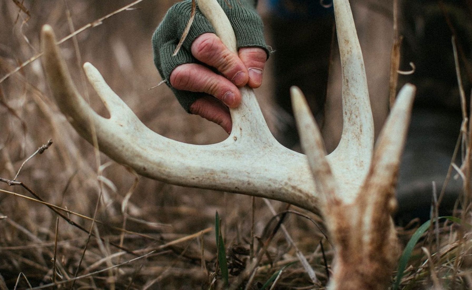 Close-up of someone holding shed antlers, how to find deer sheds concept.