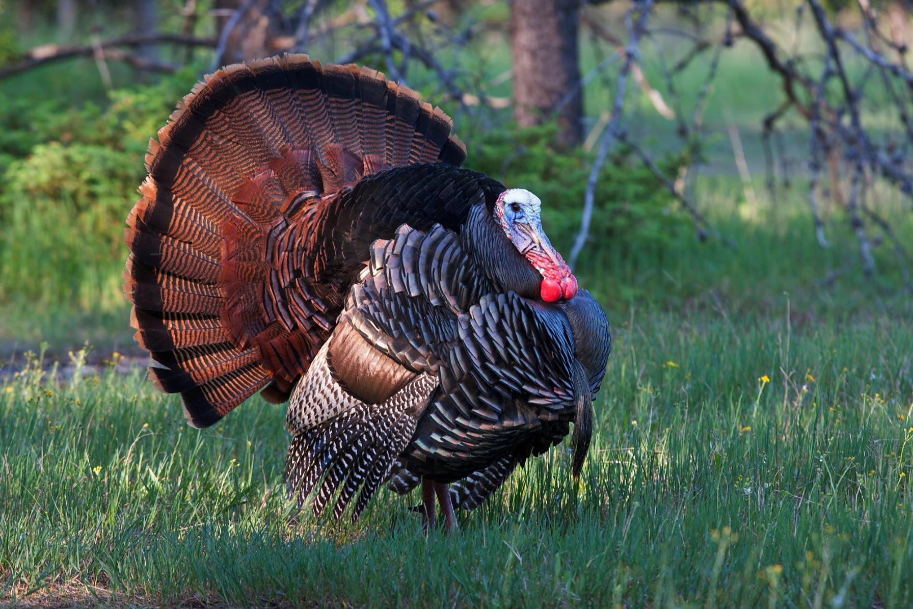 A turkey in the wild, turkey season AR concept.