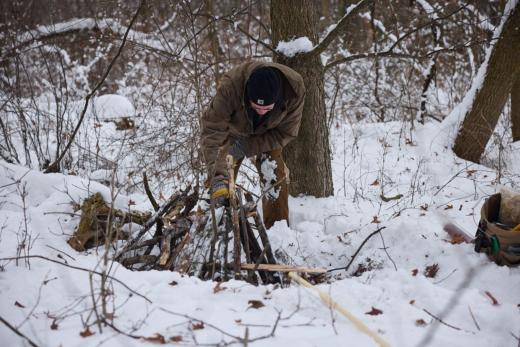 Hunter sets bobcat trap, hunting and trapping bobcat concept.