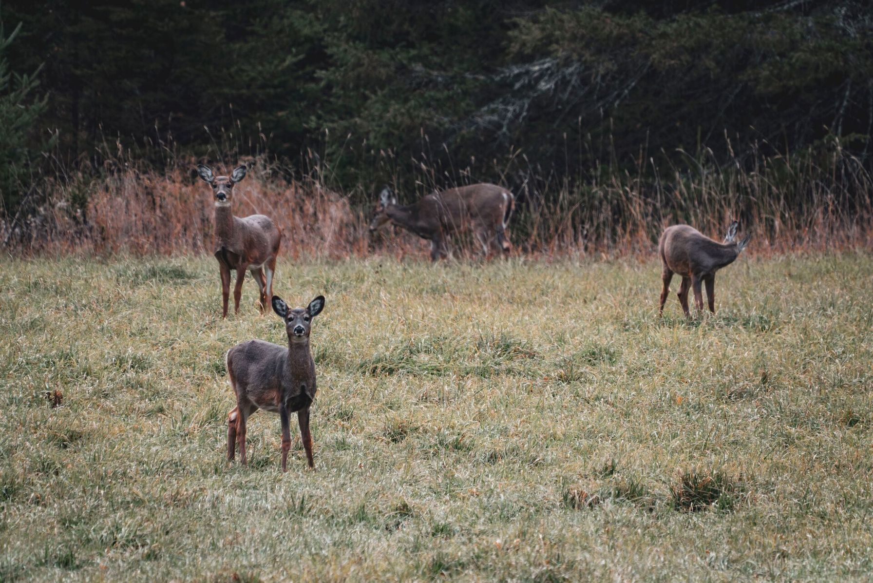 A herd of deer, spotting a button buck concept.
